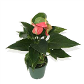 Pink Anthurium